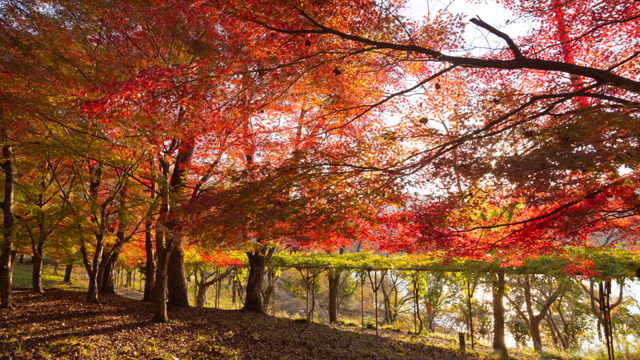 土師ダムの紅葉