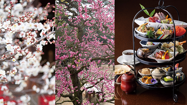 《香川》梅の花巡りと和のアフタヌーンティー